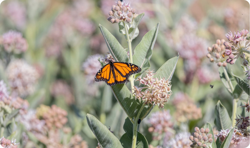 Seed for Habitation Restoration