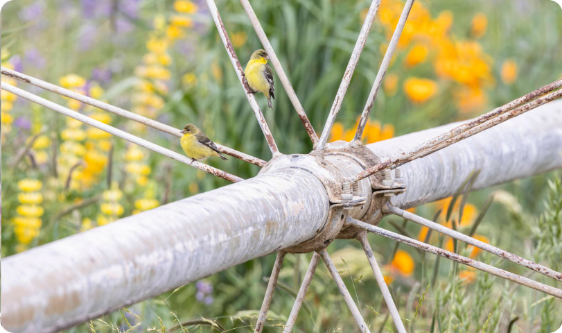 Forage & Cover Crop