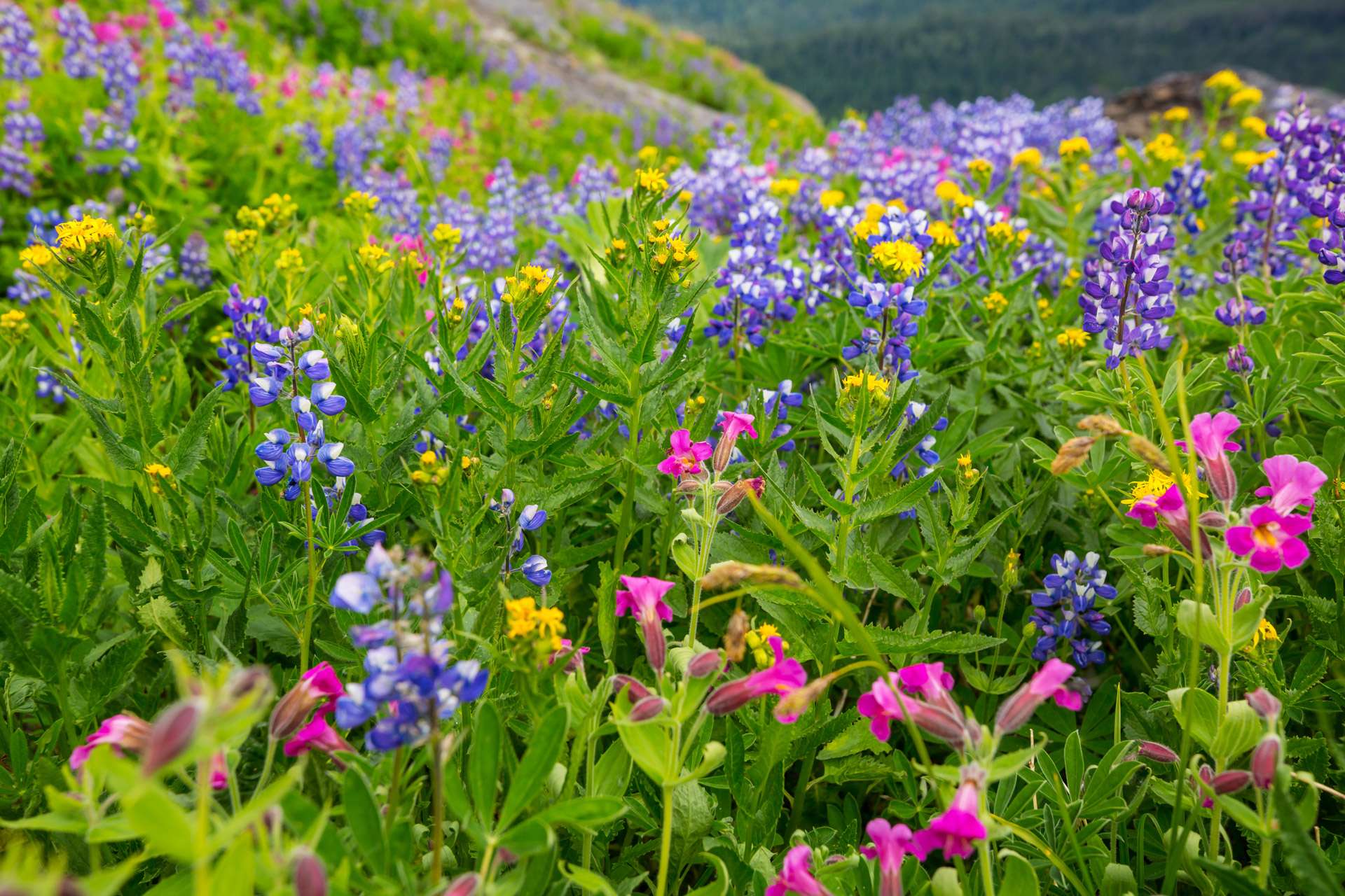 Commercial Wildflowers