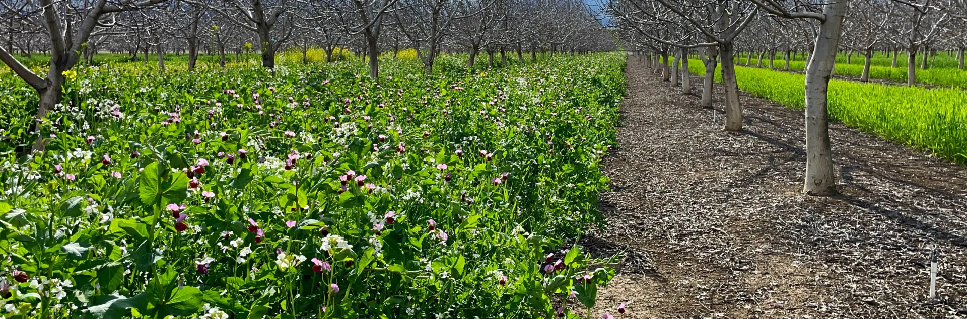 Forage & Cover Crops