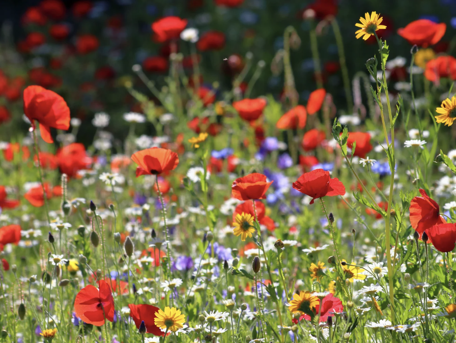 Commercial Wildflowers